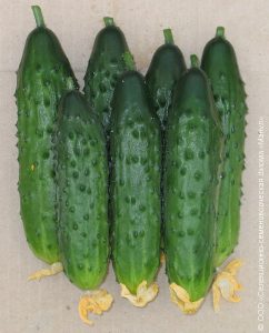 Най-добрите сортове краставици със снимки и описание, сортове краставици за отворен почвени самоопрашат семена