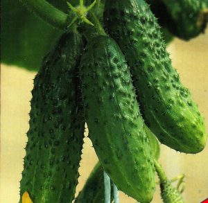 Най-добрите сортове краставици със снимки и описание, сортове краставици за отворен почвени самоопрашат семена