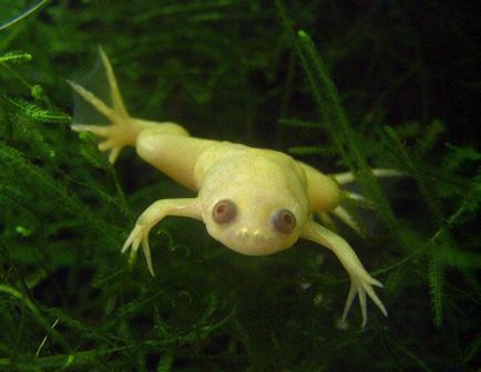 Ноктеста условия жабешки за лишаване от свобода, размножаване, грижи