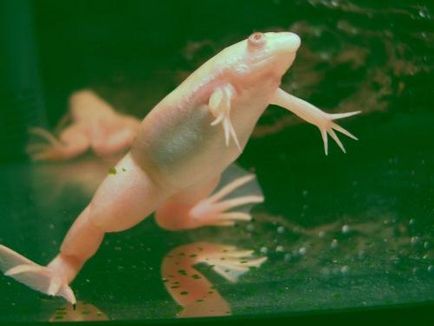 Ноктеста условия жабешки за лишаване от свобода, размножаване, грижи