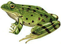 Frog трева, езеро, тресавище жаби поддържане в плен, грижи за жабата от емисия