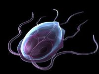 Giardia в детските симптоми и лечение на лямблиоза при дете