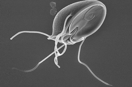 Giardia в детски характерни симптоми и подходящо третиране