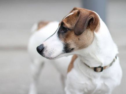 Малките кучета порода за списък апартамент със снимки и описание