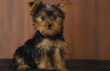 Малките кучета порода за списък апартамент със снимки и описание