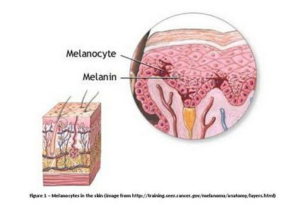 Меланинът, което е - продукти увеличават производството на меланин, помощ и съвети