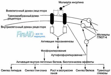 Механизмът на действие на упойка