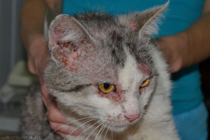 Miliary дерматит при котки лекува у дома