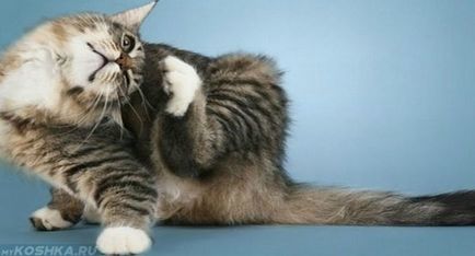Miliary дерматит при котки лекува у дома