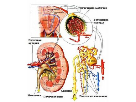 Урина с кръв при мъжете води vozmozhnvye