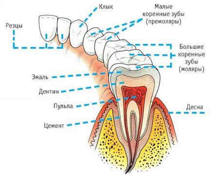 Млечните зъби при децата, както се появяват, капка, развалят, лечение и отстраняване