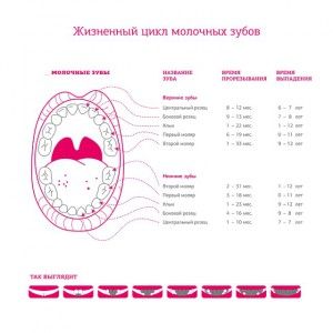 Млечните зъби при децата - загуба верига Млечните зъби при децата - загуба верига