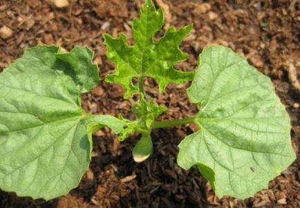 Momordica расте от семена и полезни свойства