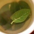Мога ли да се пие чай градински чай като полза и вреда