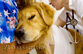 Анестезия за кучета