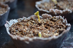 Латинка расте от семена, когато засаждане на разсад, как да изглежда и разширен