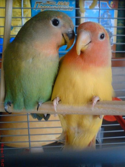 Влюбените папагали в съдържанието на дома