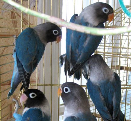 Влюбените папагали в съдържанието на дома