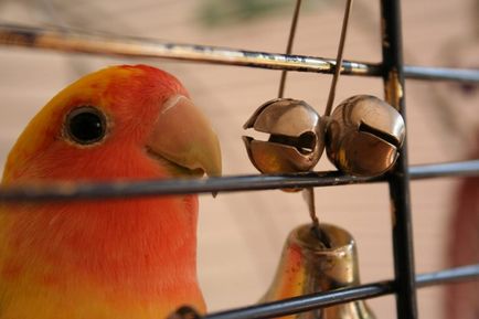 Неразделки - портал за папагали