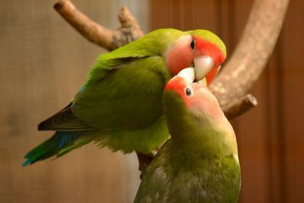 Неразделки - портал за папагали