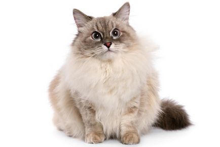 Нева маскарадните котка порода описание, характер, снимка, детски ясли, цена и прегледи на собствениците