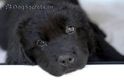 Нюфаундленд описание порода, характер, снимка, кученца цена