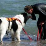 Нюфаундленд - порода куче водолаз прочетете описание, характеризирането, гледам - ​​моят живот