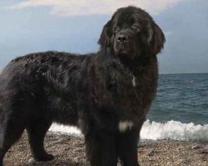 Нюфаундленд - порода куче водолаз прочетете описание, характеризирането, гледам - ​​моят живот