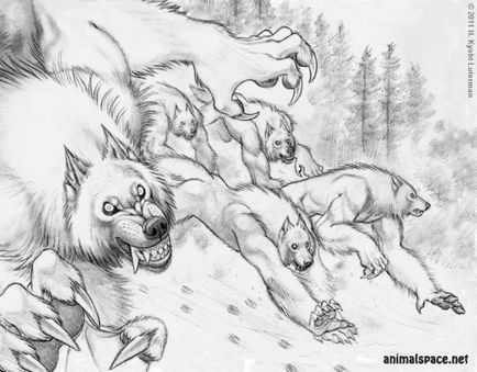 Върколаците - новини за животни, редки животни и митични животни