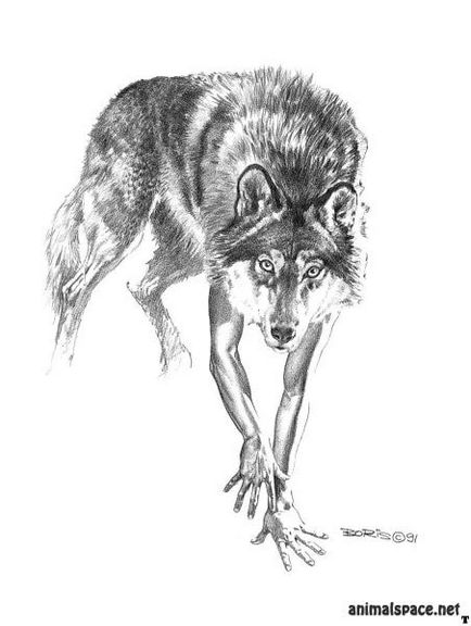Върколаците - новини за животни, редки животни и митични животни