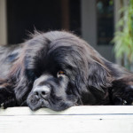 породи кучета Преглед водолаз специално съдържание и домашните любимци снимка