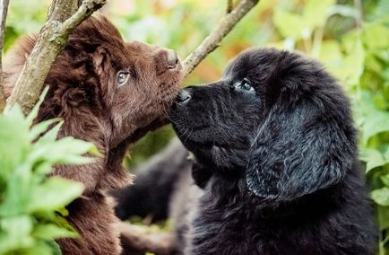 породи кучета Преглед водолаз специално съдържание и домашните любимци снимка