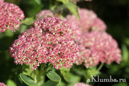 Stonecrop полезни свойства, засяване и грижи за Stonecrop