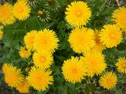 Taraxacum officinale - свойства предписания, лечение, противопоказания - nebolet