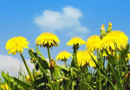 Taraxacum officinale - свойства предписания, лечение, противопоказания - nebolet