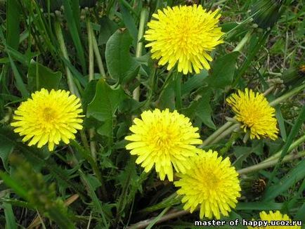 Oduvanchik- третират рецепти - всичко за цветя и градинарство