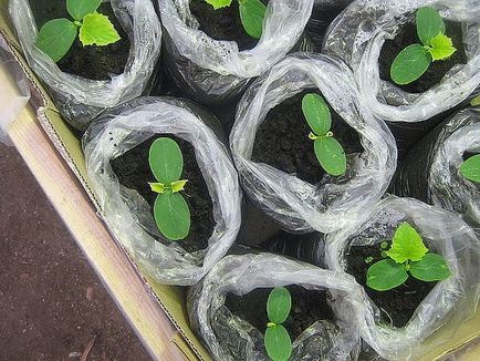 Краставиците от май и краставици тайни за събиране на семена