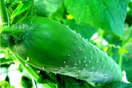 Руска краставичка - тайните на нарастващата