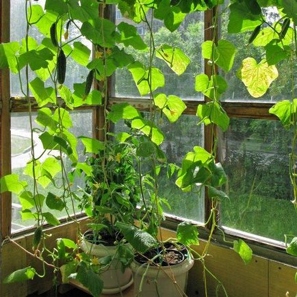 Краставици на балкона - един забравен технология на отглеждане