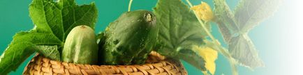 Краставиците описание, описание на това как да растат краставици