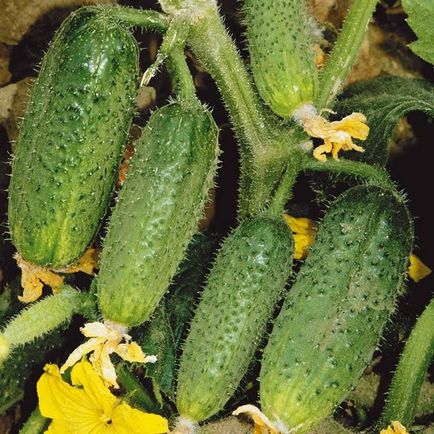Опрашването на краставици в правилата на парникови за изпълнение, сортове видове