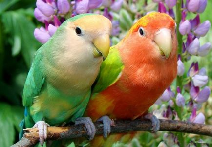 Описание папагали неразделки и се грижат за тях у дома