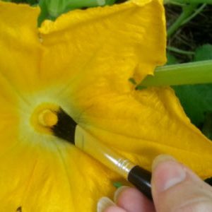 Характеристики на опрашване на краставици в открито поле и парникови - градината, без да се притеснява