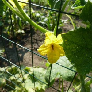 Характеристики на опрашване на краставици в открито поле и парникови - градината, без да се притеснява