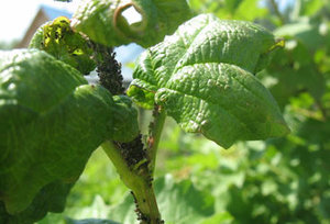 Особености френско грозде отглеждане през пролетта, грижи след зимния Бери