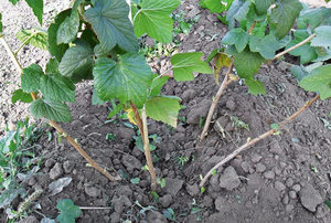 Особености френско грозде отглеждане през пролетта, грижи след зимния Бери