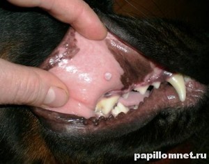 Папиломи при кучета причинява на пречиствателни и фото формации