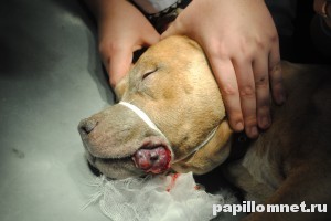 Папиломи при кучета причинява на пречиствателни и фото формации