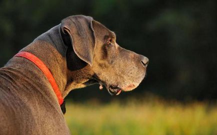 Папиломи в видове кучета, лечение