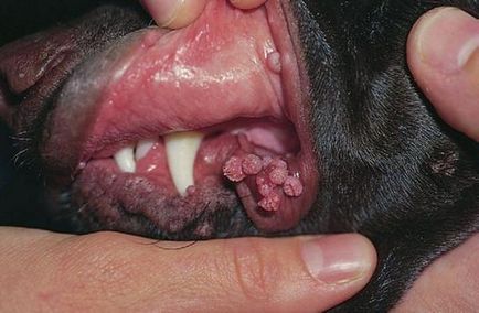 Папиломи (брадавици) при кучета, вирус на кожата